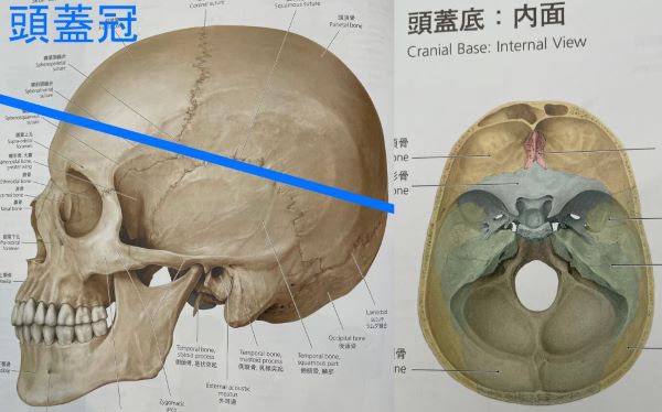 斜頭症・絶壁 赤ちゃんの頭の形 - 墨田区の両国さいち整骨院